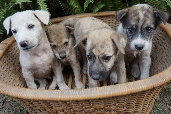 透過里長通報，整窩仔犬送交動物之家可免繳每隻3000元的費用。   蕭士塔/攝