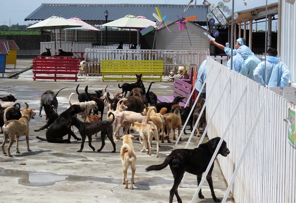 台南市動保處出動十多位獸醫師和助理，前往莉丰慧館幫犬貓打狂犬病疫苗。  蕭士塔/攝