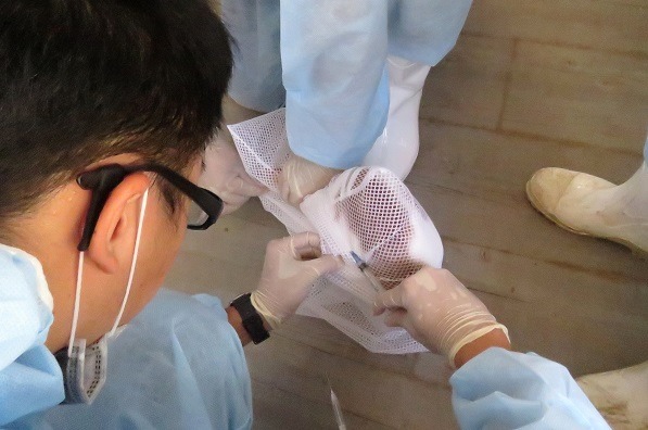 無法徒手捕捉的貓，只能用洗衣網來做保定，以便施打疫苗了。 蕭士塔/攝