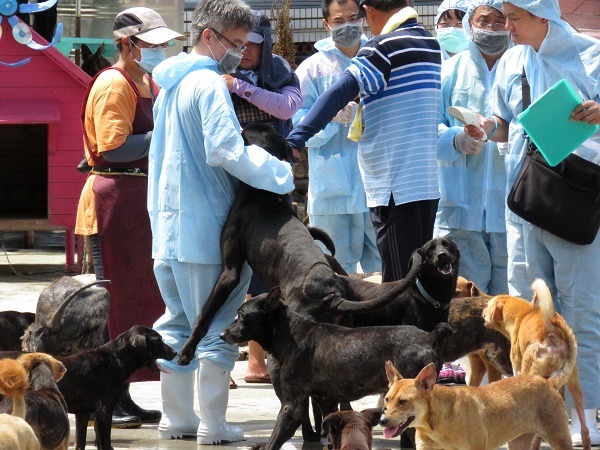 可不是每家狗場的狗都這麼和善，台南動保處多位獸醫去年曾在某民間狗場被咬得血流如注。 蕭士塔/攝