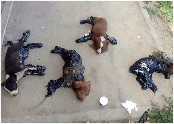 4隻被瀝青黏在馬路上動彈不得的可憐小狗。取自《每日郵報》