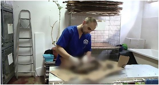 獸醫師Sorin Puiu幫狗狗注射了麻醉藥物之後，才能將瀝青移除。取自《每日郵報》