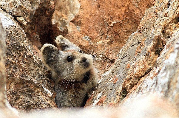 伊犁鼠兔(Ili pika)有著超萌的外型，棲息於天山山脈的裸岩區。 取自網路