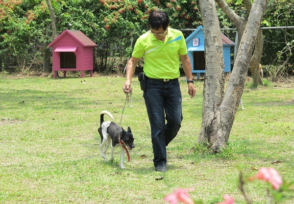李朝全請來志工黃連發挑選適合的成犬施予服從訓練。蕭士塔/攝