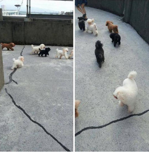 寵物美容教室臉書PO出練習犬在頂樓陽台活動的照片。 取自臉書
