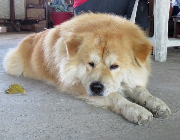 古錐有鬆獅犬威猛沈默的表情，讓陌生人不敢靠近。 蕭士塔/攝