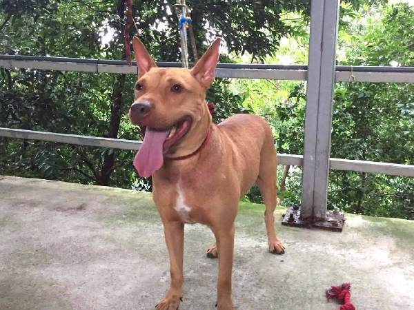 健康漂亮的阿龍，因為愛吠叫，先遭棄養，又兩度遭到退養。不過牠的行為是可以矯治的，希望有訓練技能的人能幫幫牠。 新北市動保處/提供