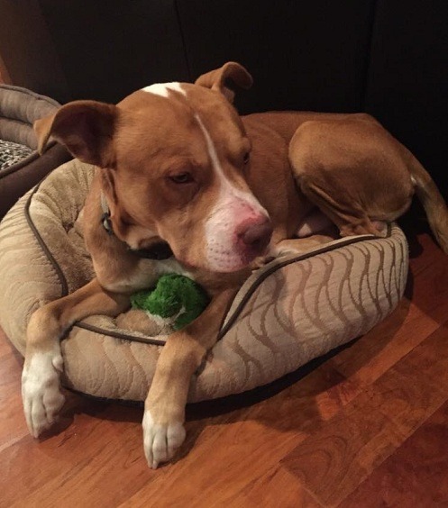 比特犬體型不小，體力充沛，有意飼養的人得考量居家空間、可運用的時間。取自thedodo.com