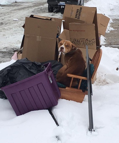 底特律的混種比特犬Ollie-Loo，在耶誕節前被丟到街上，有如報廢家具。 取自thedodo.com