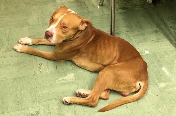 從清晰可見的肋骨，可以看出牠挨餓已有相當時日了，透過X光檢驗，更發現牠的股骨早已斷裂。取自thedodo.com