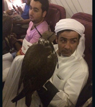 中東的航空公司都允許飼主這樣帶著寵物獵鷹搭機，儘管不佔座位，飼主還是得替牠們付出可觀的費用。  取自CNN