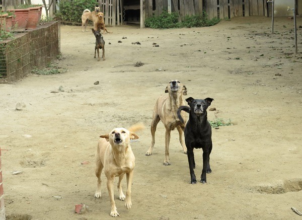 方便認養人，台南市動保處將以專車載送犬隻至認養人住處。蕭士塔/攝