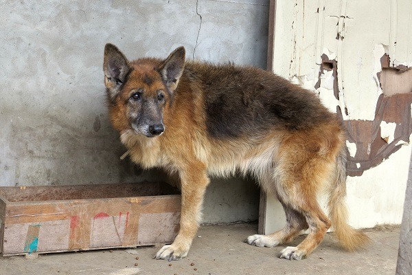 林莉娜身後留下的流浪狗，大都已高齡，但被照顧的很好。蕭士塔/攝