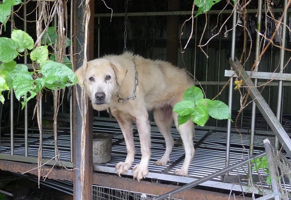 如果25日沒能查獲這個不法繁殖場，這隻狗到明天會是什麼景況？  取自「動保正義  桃園發聲」