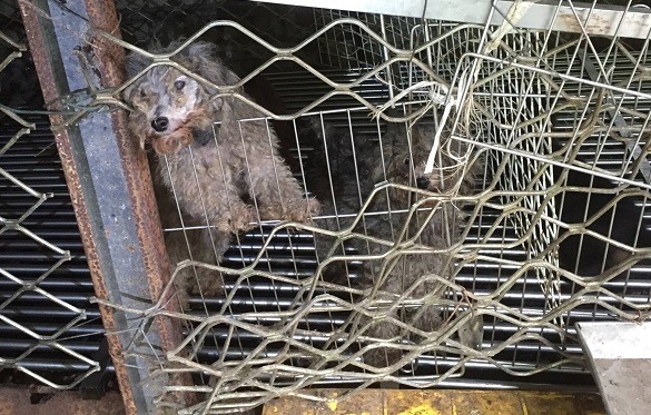 目前擁有2家門市的吳姓業者，無疑曾靠賣狗賺過錢，昔日的「生財工具」現在在他心裡已毫無價值？   取自「動保正義  桃園發聲」