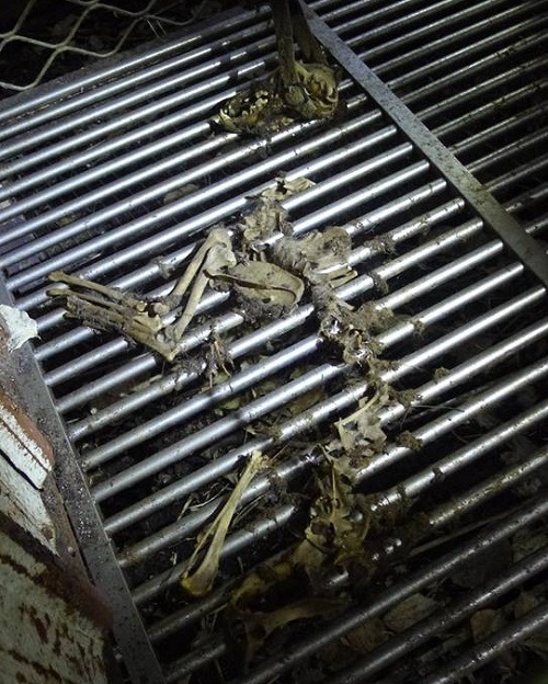 化為枯骨的狗，生前經歷過多少折磨？痛苦？   取自「動保正義  桃園發聲」