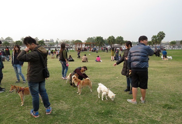 位於台南安平海邊的林默娘公園在假日的黃昏就成為寵物大觀園。蕭士塔/攝