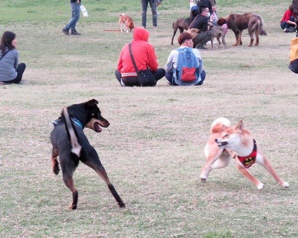 家犬彼此追逐嬉戲是公園中常見的運動方式。蕭士塔/攝