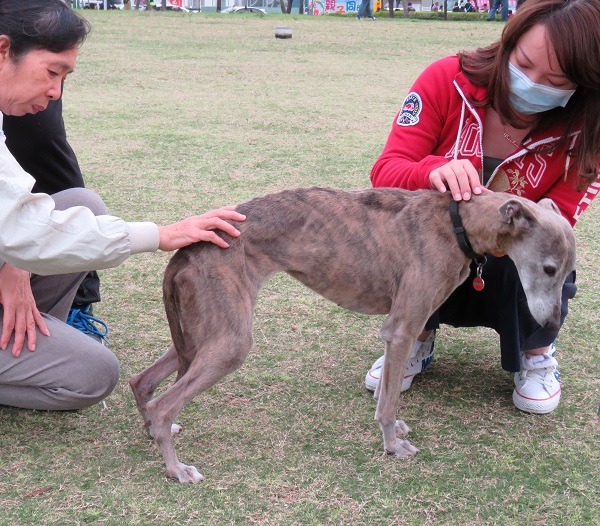 在林默娘公園運動的惠比特犬。蕭士塔/攝