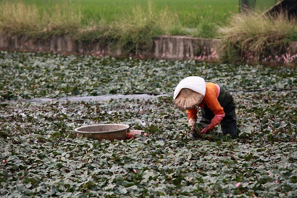 栽種菱角的農民也加入水雉保育行列，近年來數量逐漸增加。蕭士塔/攝