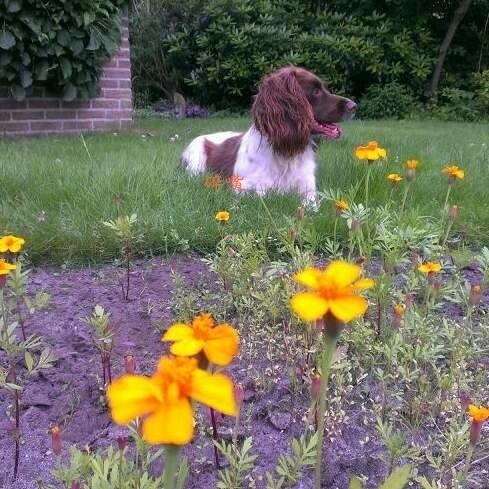 狗狗對許多荷蘭家庭來說，不但是寵物，更是家庭中的一份子。碎嘴/攝