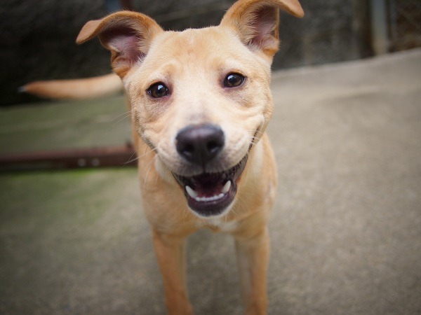 養了我，就要好好善待我、照顧我。我也會愛你一輩子哦！取自Photo Credit: bullcitydogs