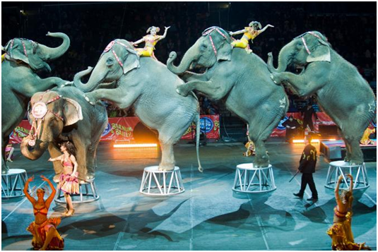 玲玲馬戲團的亞洲象在華盛頓表演。　取自網路