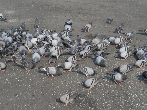 禽流感好發期間，民眾應避免近距離接觸野鳥。  蕭士塔/攝