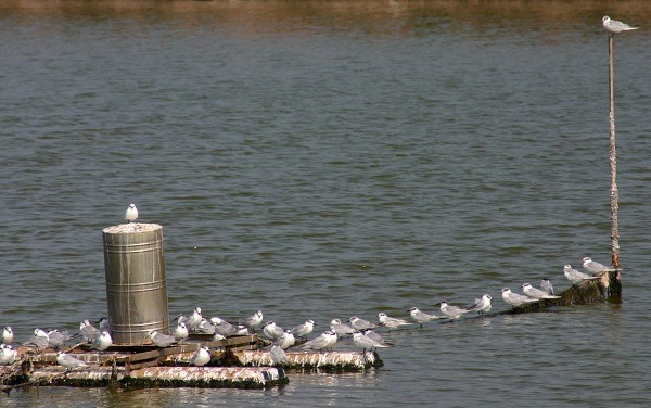 台南市四草濕地生物資源豐富，是熱門賞鳥踏青景點。    蕭士塔/攝