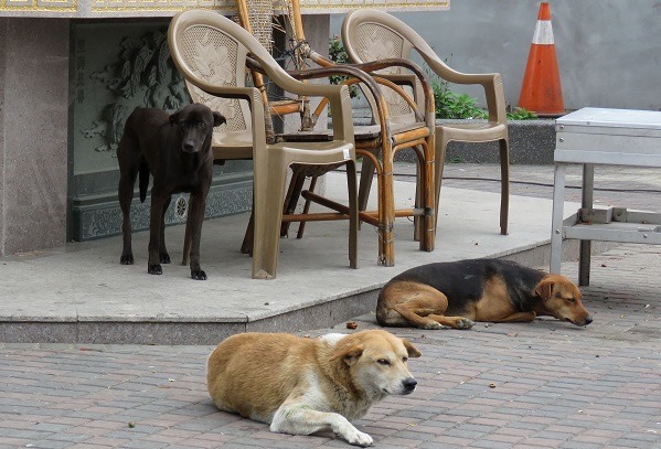 被棄養或放養在外的未絕育家犬,應是台灣流浪狗源源不斷的「元兇」。蕭士塔/攝