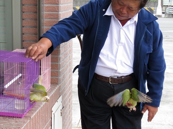 王丁乙早上要出門前，先打開鳥籠放飛鸚鵡。 蕭士塔/攝