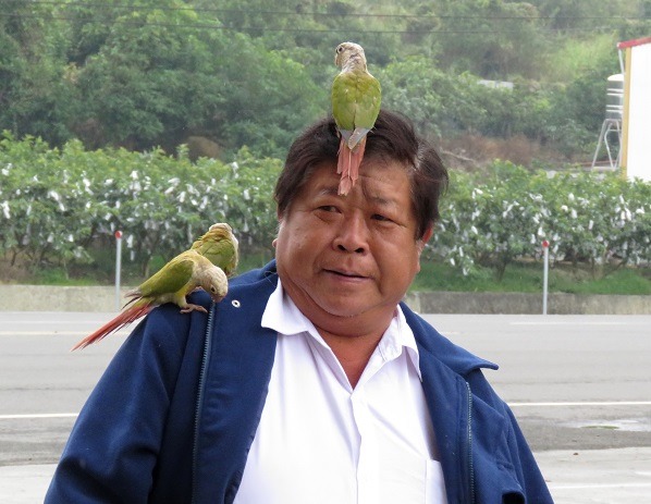 只要喊一句「哈囉、帥哥、辣妹」，3隻鸚鵡就會飛到主人的頭頂或肩膀上。 蕭士塔/攝