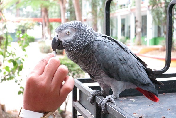 小乖身上沒有任何枷鎖,卻也不想離開校園。 蕭士塔/攝