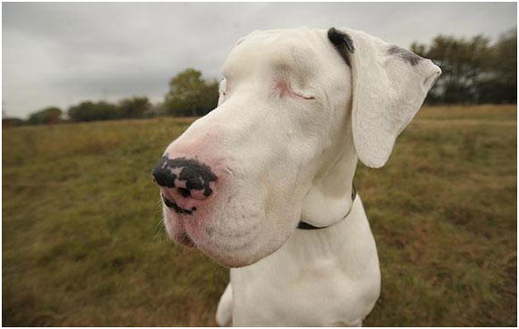 研究顯示聾盲犬可能比正常犬更加穩重溫馴。取自網路