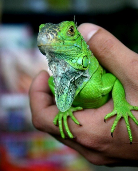 綠鬣蜥長相可愛，飼養照顧卻不容易。蕭士塔/攝