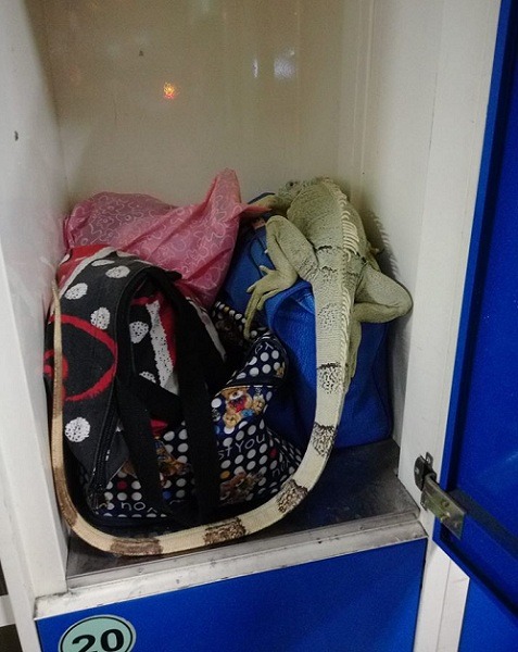 被棄養在置物櫃當中的綠鬣蜥自行掙脫了花色的袋子，否則會在更狹小的空間內待上一個半月。 取自臺中市野生動物保育學會粉絲團