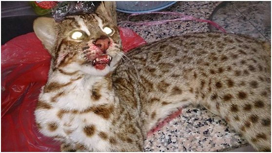 被路殺的石虎口鼻出血，成為去年有通報的第10起石虎路殺事件。  「貓徑地圖王小明」/提供