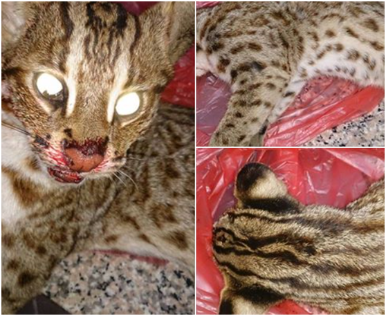 石虎特徵：1耳後黑底白斑，2額頭兩道白色花紋，3身上花紋為塊狀斑點，明顯跟一般虎斑貓不同。　「貓徑地圖王小明」/提供