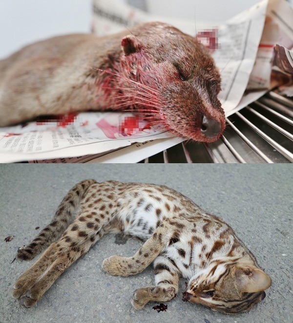 地方開發案不斷侵入棲地，或截斷水域的情況下，頻見石虎、金門水獺遭到路殺。台灣動物新聞網資料照(上：金門縣政府/提供，下：貓徑地圖王小明/提供)