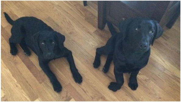 露西和蘿拉的生活照，可以明確看見露西在手術前，一隻前腿向外彎。   取自網路