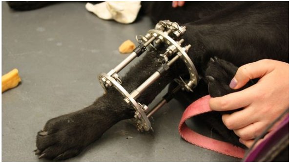 露西的圓型外在固定器。  取自網路