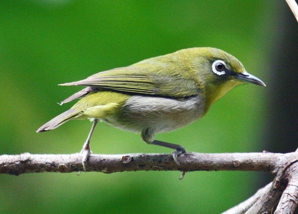 男子腿綁31隻疫區綠繡眼,企圖闖關入境,幸被攔截。 取自網路