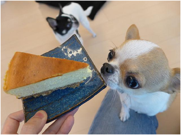 狗兒的嗅覺敏銳度是人類的 100 萬倍，能夠迅速找出牠喜愛的氣味來源。   小陸／攝