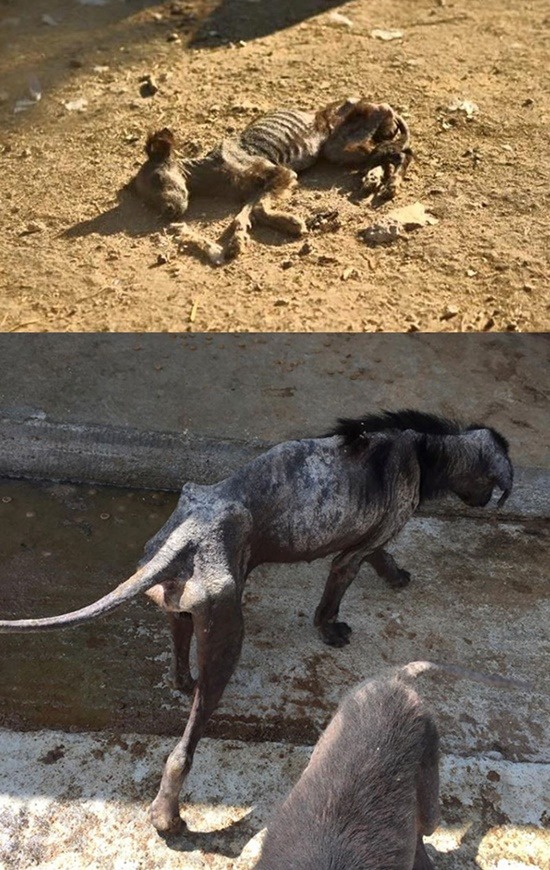 羅馬尼亞這間公立收容所的情況很糟，缺糧加上缺醫療，狗隻境遇慘不忍睹。 取自網路