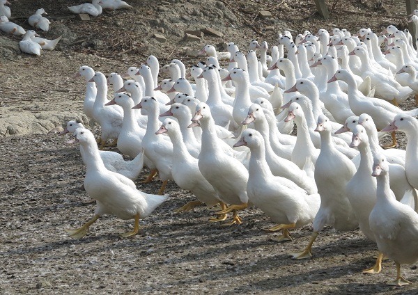 現在大規模飼養的騾鴨都是白色的。 蕭士塔/攝