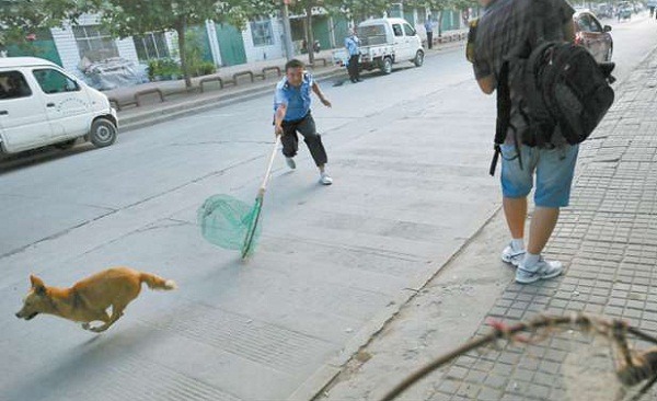 對岸各大都市近幾年也深為流浪狗爆量所苦，捕犬隊卻是編制在公安警察之下，街頭時時可見制服警捕狗畫面。圖為洛陽市公安正在捕犬。