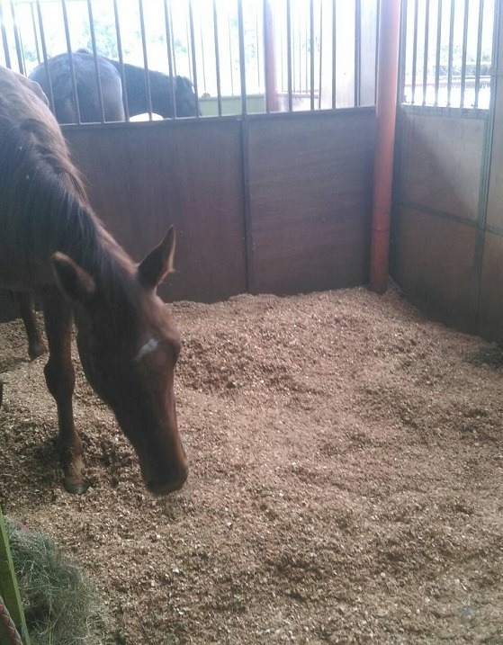 這是馬廄的內部，還是有吃不完的糧草。  疾管署/提供