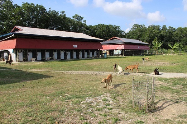 SPCA Sandakan的動物庇護所，空間寬敞。  李娉婷/攝