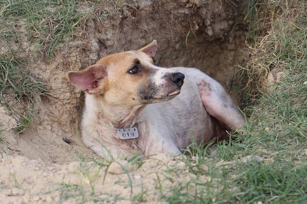 SPCA Sandakan近期開始為每隻收容動物編列編號、掛吊牌。 李娉婷/攝