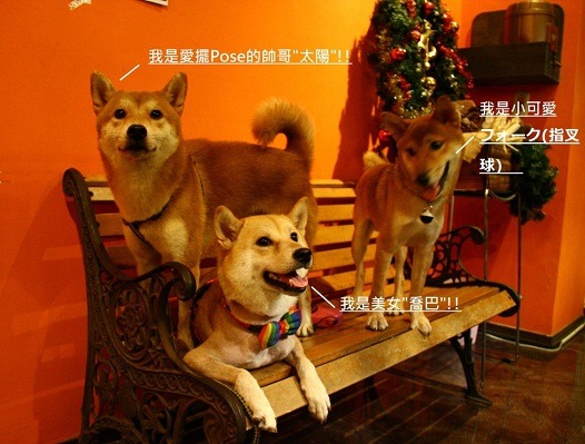 台中市區內的花嘿熊寵物餐廳(上圖)、瑪莉小館(下圖)，是毛家長交流、毛孩進行社會化訓練的好去處。    曾大年/攝、瑪莉小館/提供